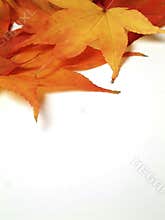 Maple leaves