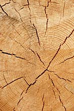 Old Tree Cross Section