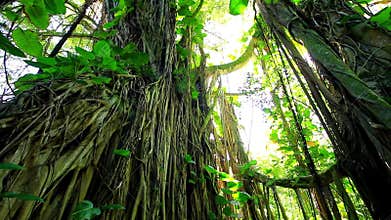 Amazonian rainforest, Brazil