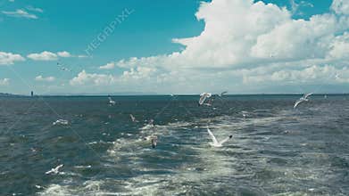 Seagulls following a ferry in Izmir Turkiye