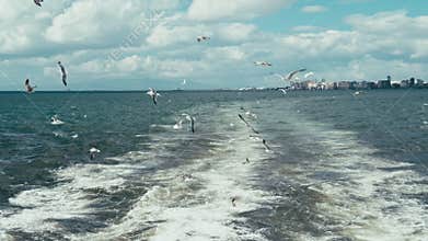 Seagulls following a ferry in Izmir Turkiye