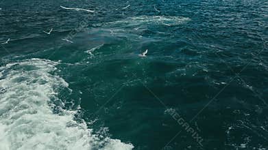 Seagulls following a ferry in Izmir Turkiye