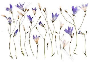 Pressed wild flowers