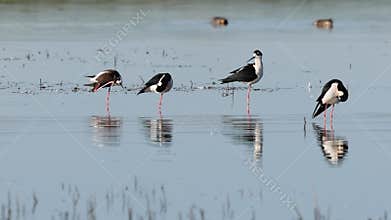 Preening stilts in northern California