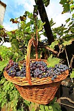 Grapes in a basket
