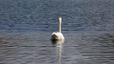 Mute swan, Cygnus olor swimming on a lake