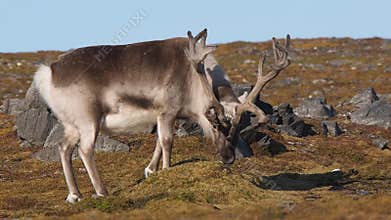 Wild reindeer - Arctic tundra