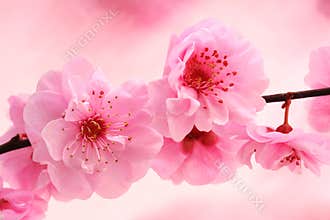 Spring in pink