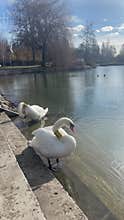 Two tagged mute swans preening side by side on concrete bank vertical wildlife intimacy footage