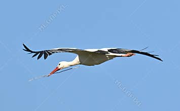 Stork, Ciconia ciconia, in flight with spread wings