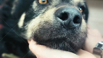 Cute dog close up. Homeless dog at animal centre. Dog waiting for adoption