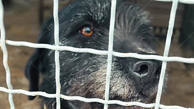 Dog in animal shelter. Homeless dog in cage. Dogs waiting for adoption