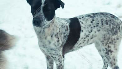 Dog in animal shelter. Homeless dog waiting for adoption