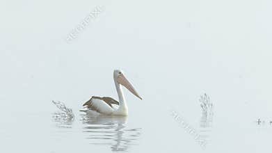 An Australian pelican swims on the surface of a lake shrouded in mist.