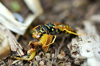 A Carnivore Wasp Munches on Remains of a Grasshopper