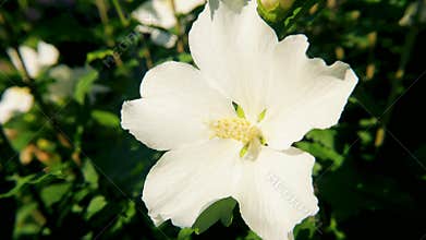 White Hibiscus Flower Blooming in Sunlight (Close-Up)