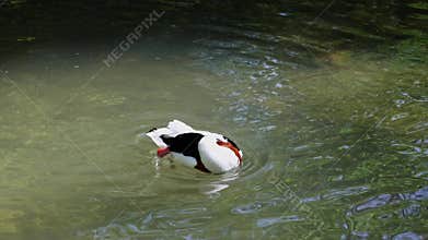 Common Shelduck, Tadorna tadorna swimming on the water