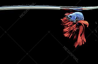 Siamese fighting fish. Betta fish. Illustration art colouful