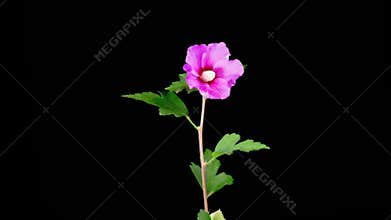 Opening Beautiful Purple Hibiscus Flower