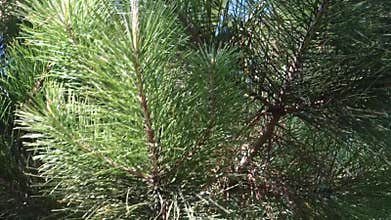 Pine Tree