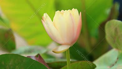 Time lapse and real time close up of pink yellow lotus.