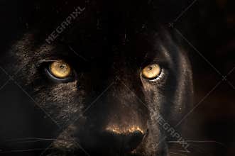 Black panther