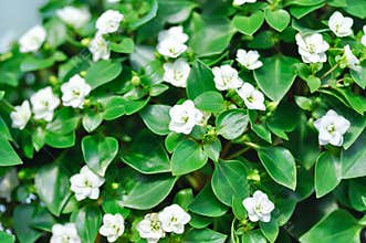 Exacum Princess or Exacum affine Balf f ex Regel or GENTIANACEAE or Persian Gentian or white flower