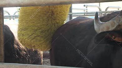 Farm: Buffalo brushing