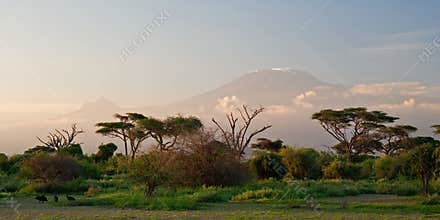 Kilimanjaro at Sunrise