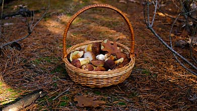 Mushroom picking in the forest. Selective focus.