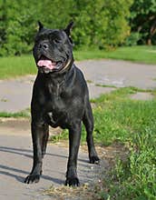 Big dog waiting an order