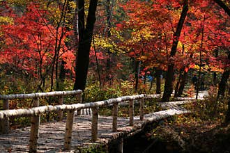 The bridge in Red autumnal leaves' valley