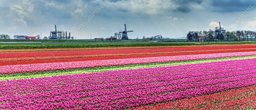 Dutch Landscape