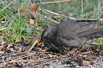 Female Blackbird, Turdus merula, on a green grass field