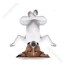 Yoga dog