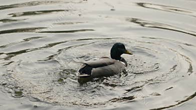 Mallard Duck Preening and Bathing in a Pond on a Cloudy Day