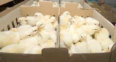 Chicken production on the farm