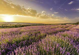 Amazing field of lavender