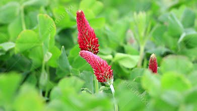 Beautiful Crimson clover flower