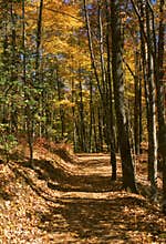 Wooded trail in fall with side lighting