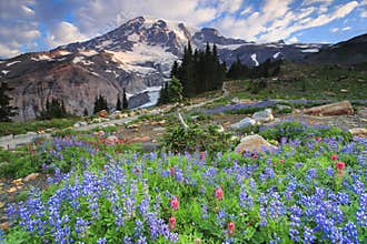 Mt. Rainier and flowers