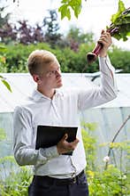 Garden expert checking beetroot condition