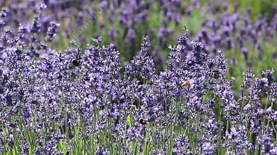Many Bees In Lavender Flowers