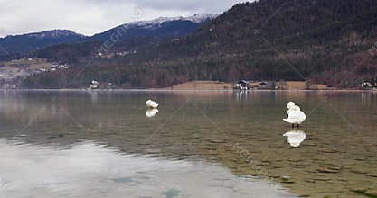 Two white swans preening in a clear mountain lake
