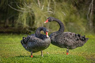 A pair of black swans rest on the bank of a pond.