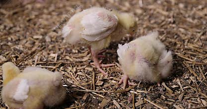 young broiler chickens at a large poultry farm