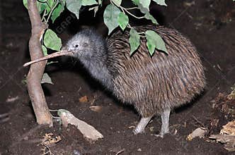Common Kiwi