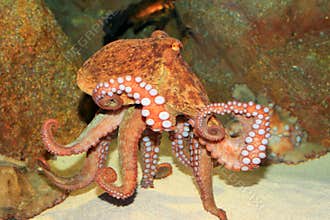 Common octopus
