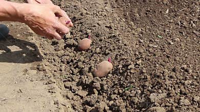 Video 1080p Farmer planting sprouts potatoes in th