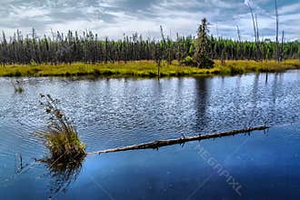Tree trunk on the lake